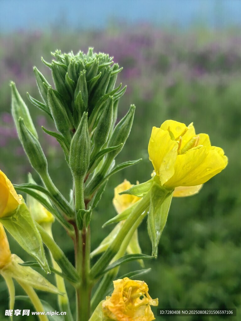 黄色野花特写