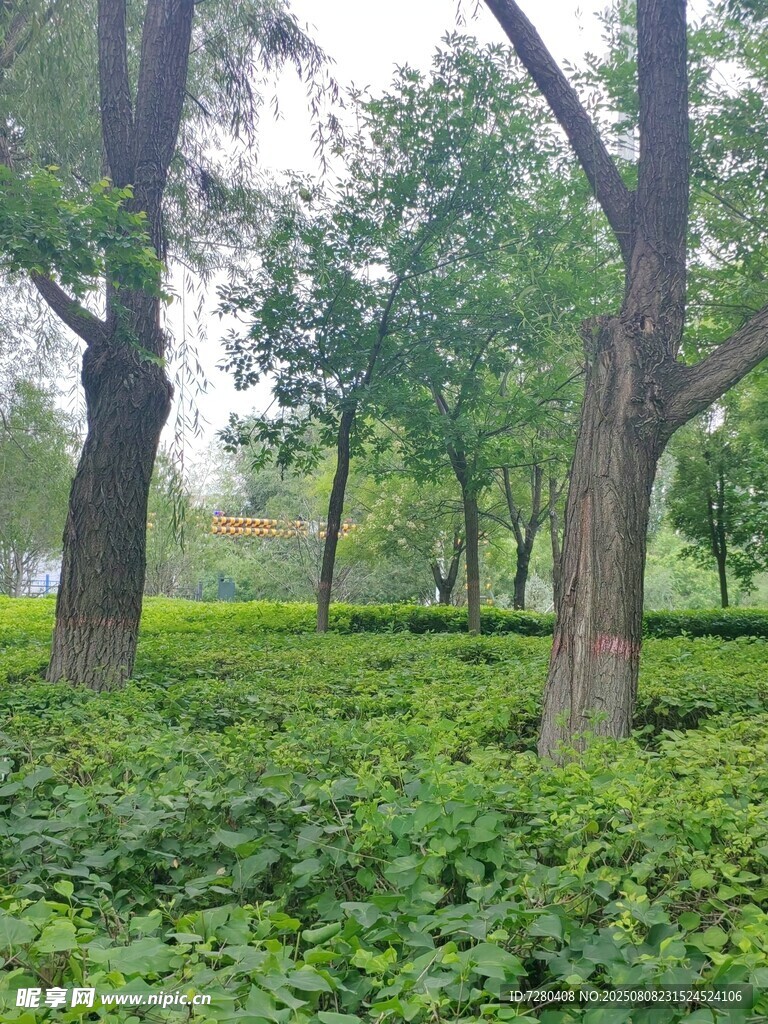 绿意盎然的林间景致