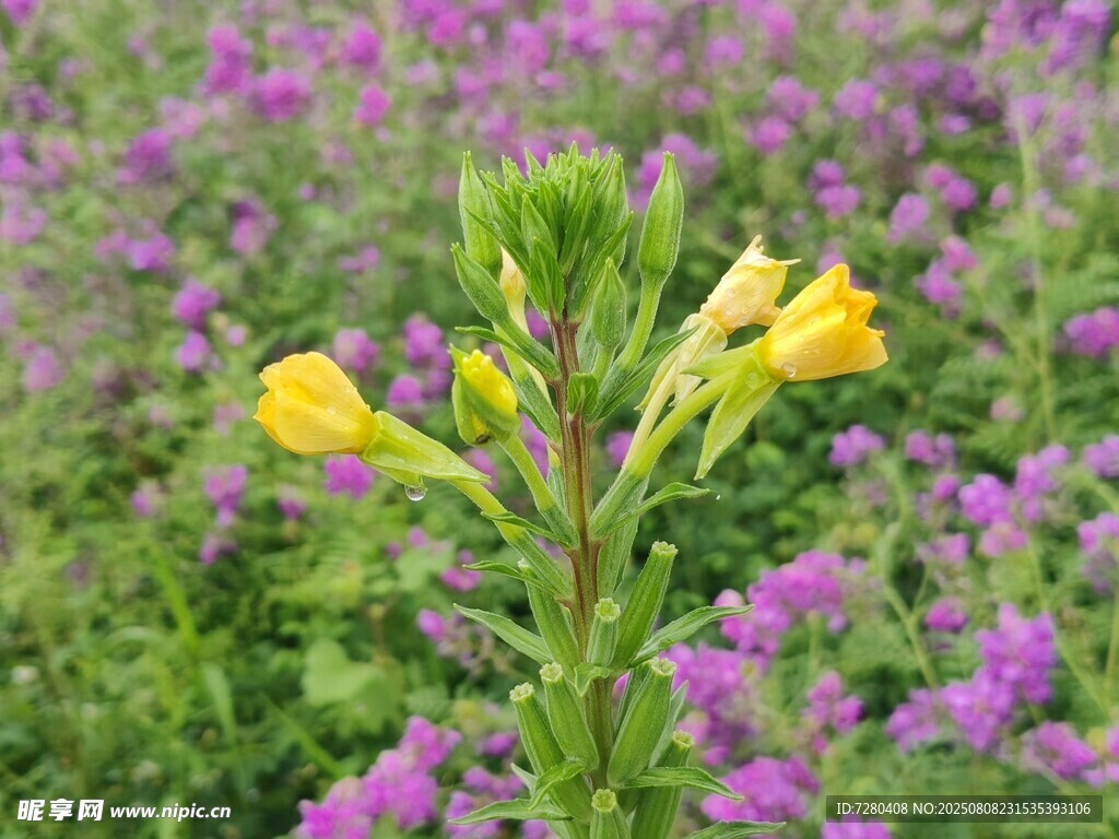 黄紫花卉相映成趣