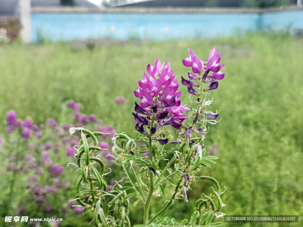 紫色野花绽放于绿野间