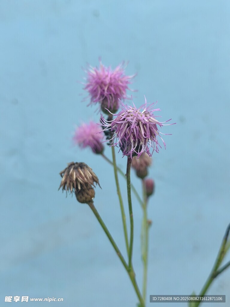 粉色野花特写
