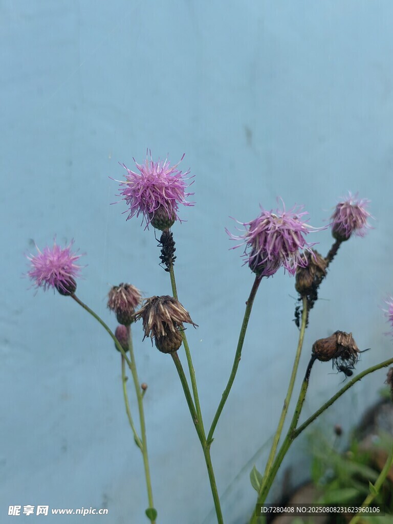 水边绽放的粉色小花