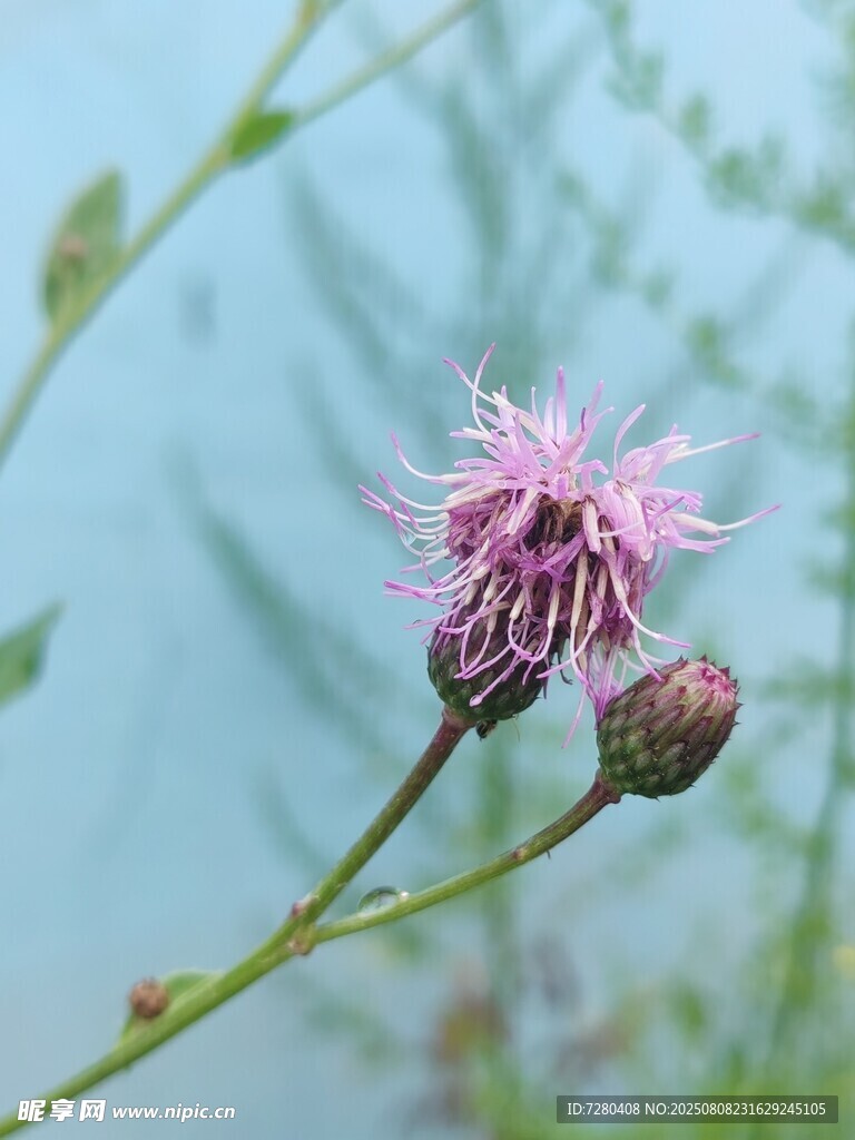 粉色蓟花特写