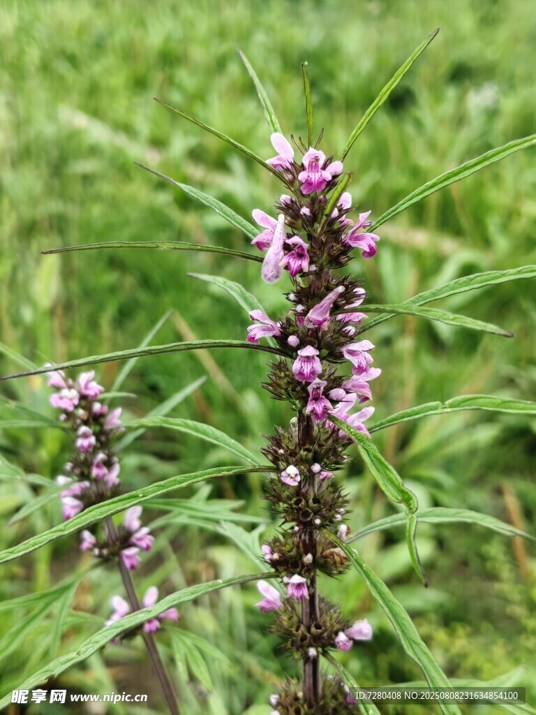 野外紫色穗状花草特写
