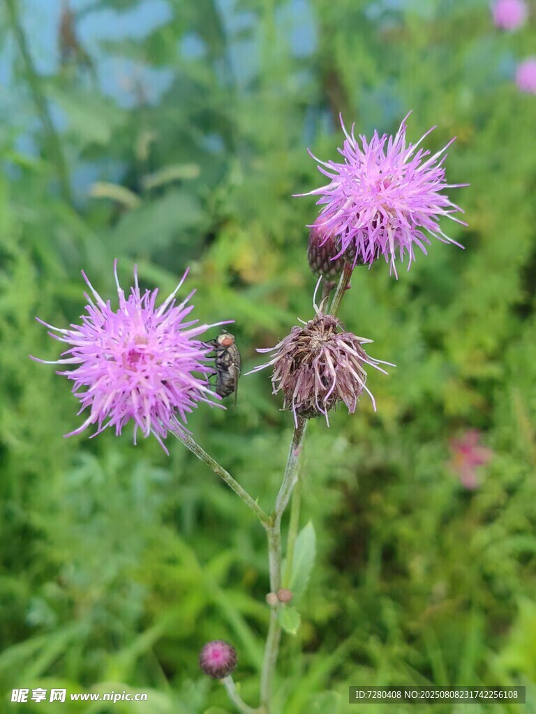 野外绽放的紫色蓟花
