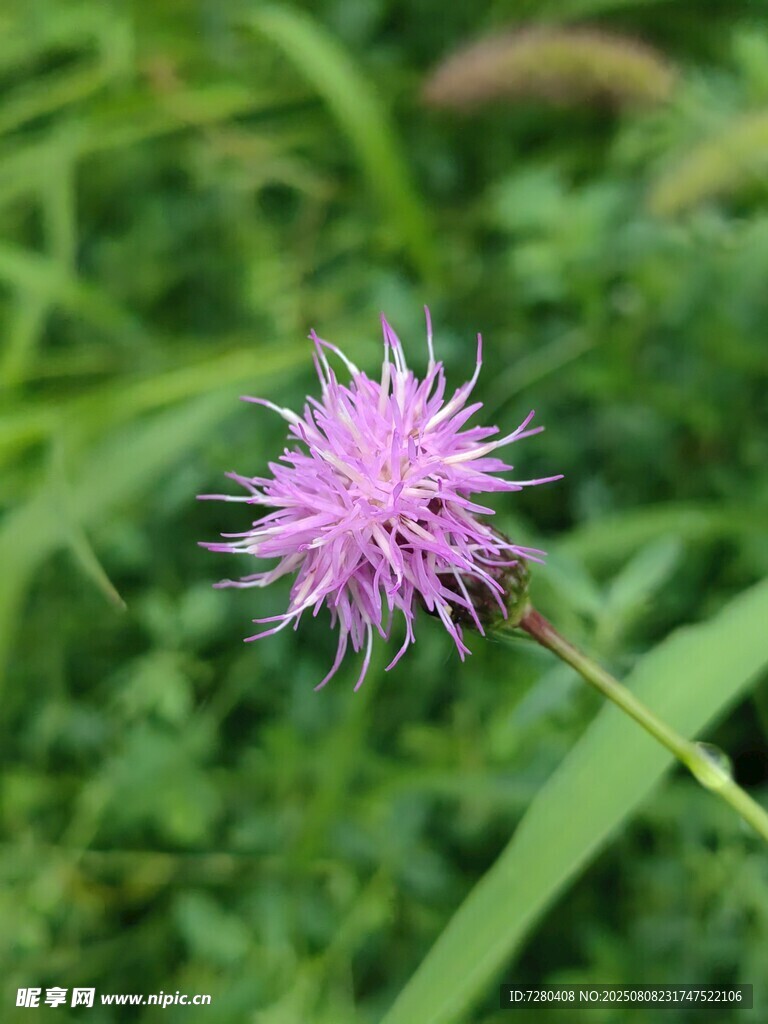 紫色蓟花特写
