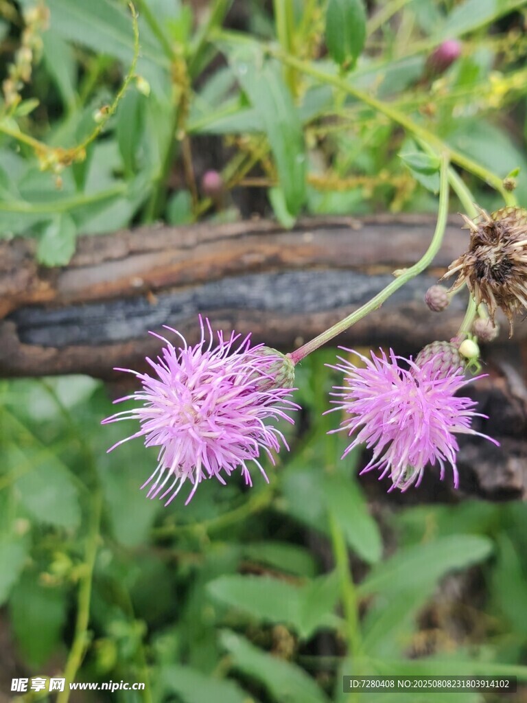两朵紫色刺状野花特写