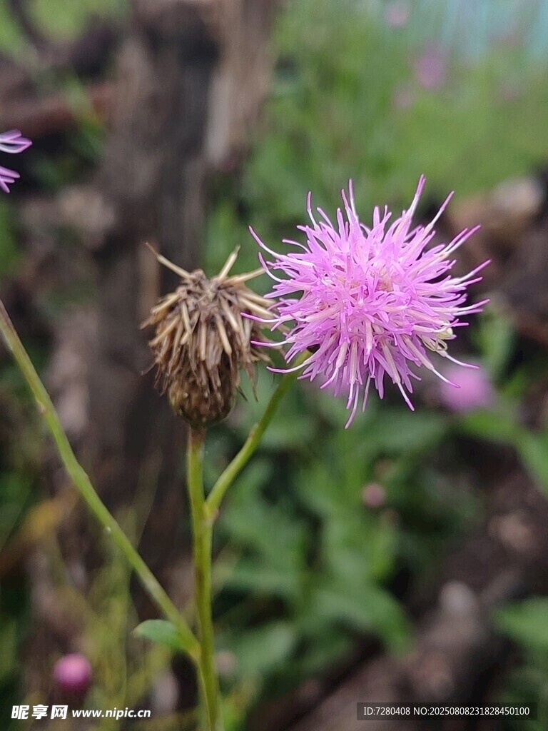 紫色蓟花绽放于绿野