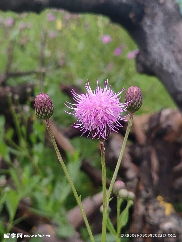 野外绽放的紫色蓟花