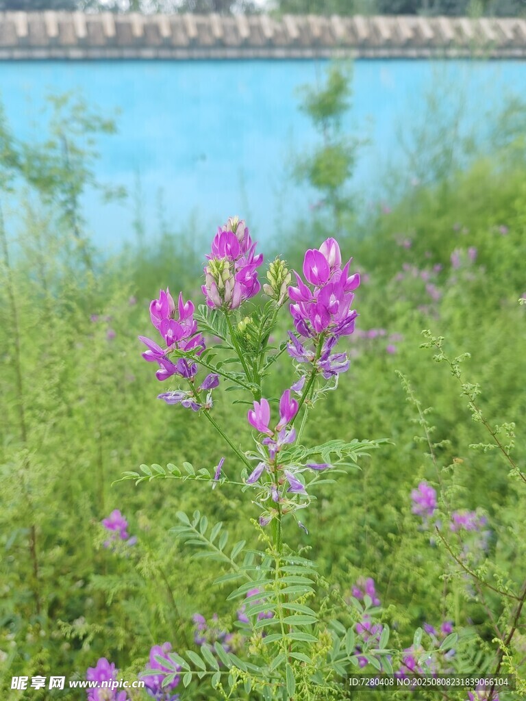 湖畔绽放的紫色野花
