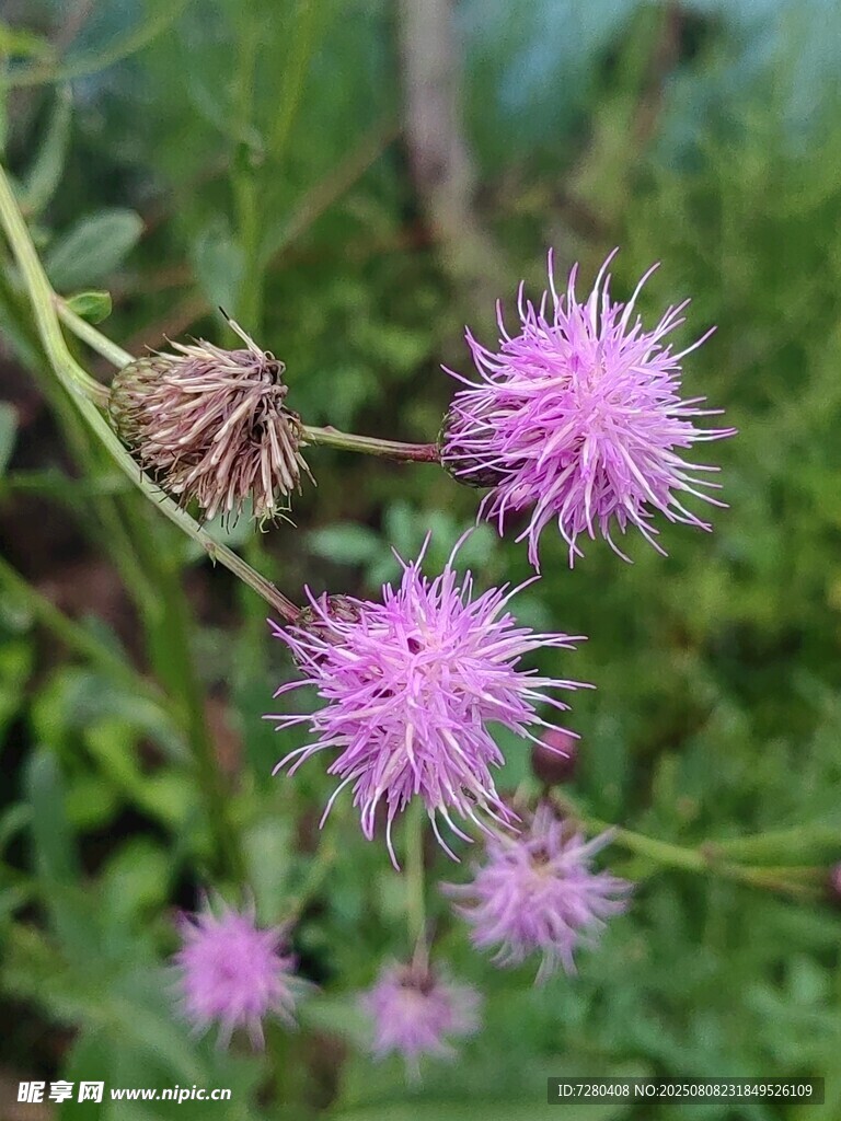 紫色蓟花绽放于绿野间
