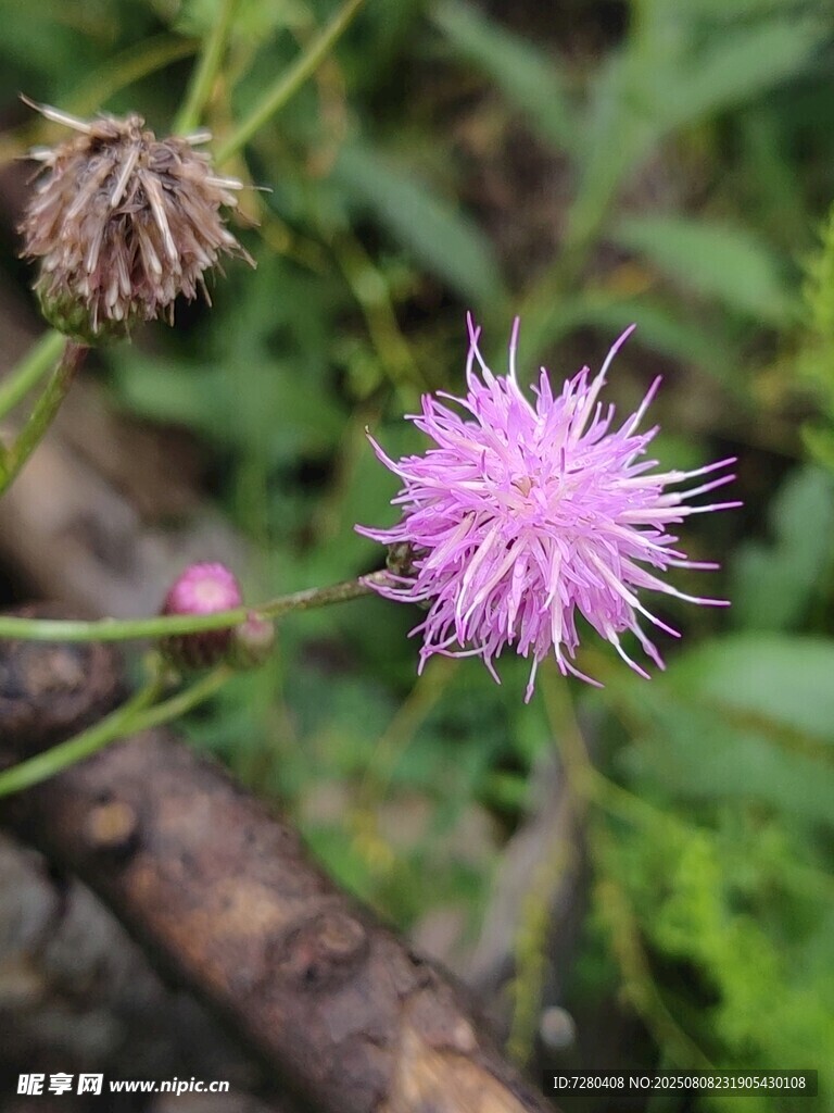紫色蓟花绽放于自然间