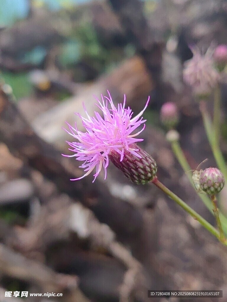 绽放的紫色蓟花