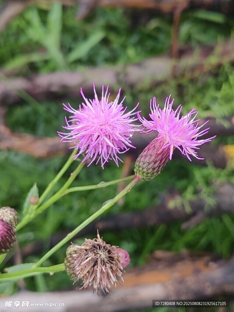 两朵紫色蓟花绽放野外