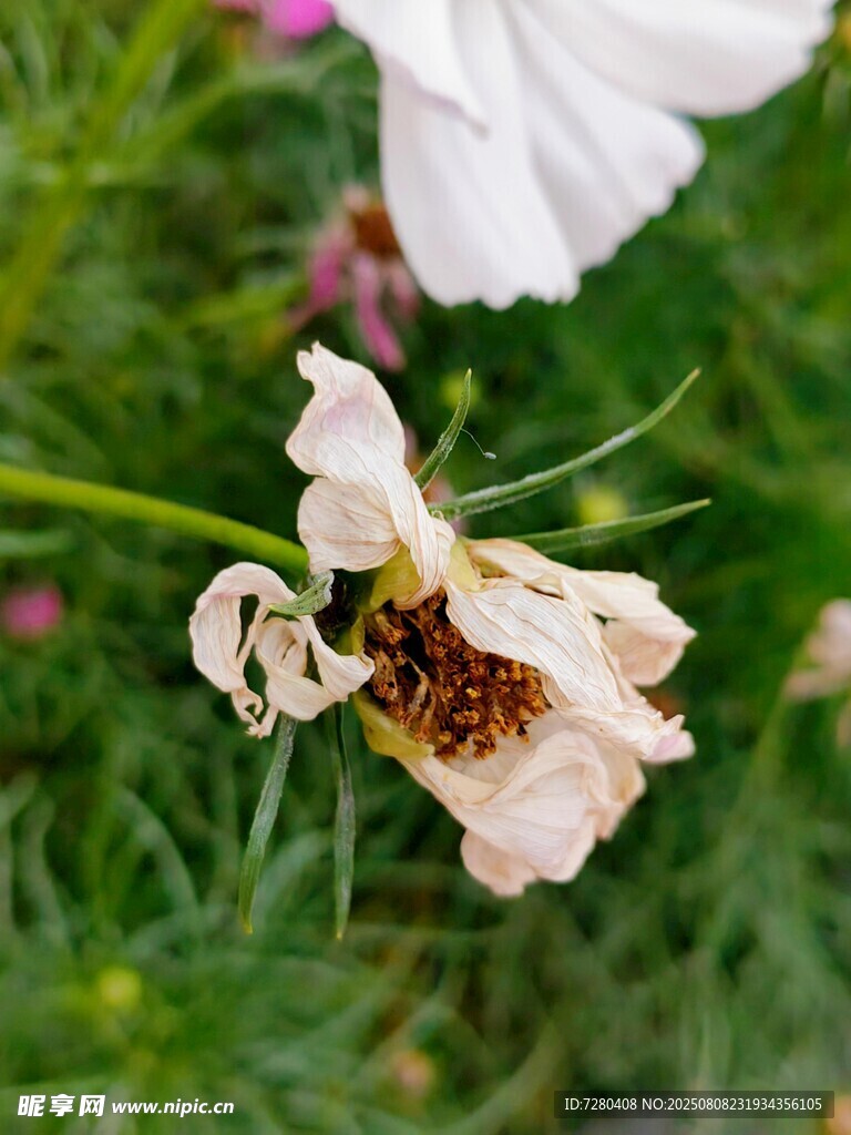 残花上的蜜蜂