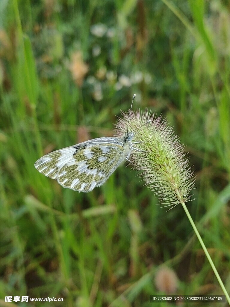 草地上的蝴蝶与狗尾巴草