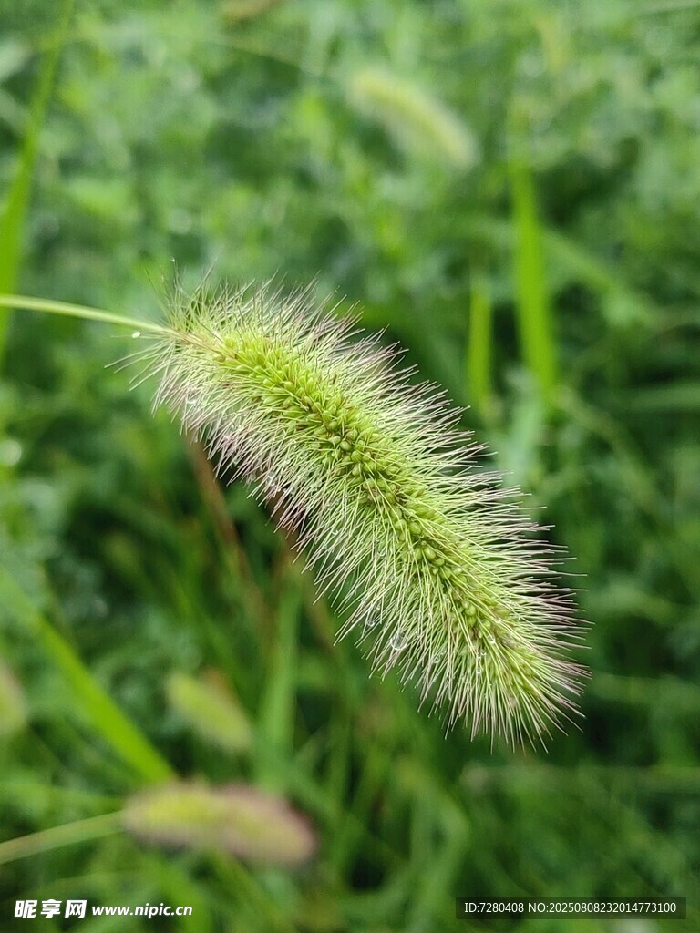 狗尾巴草特写