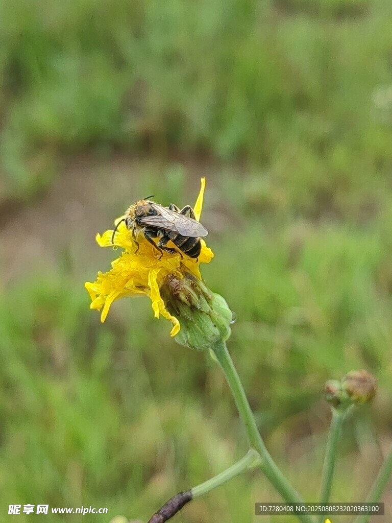 花朵上的昆虫特写