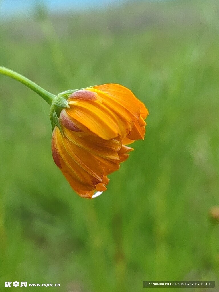 橙色花苞