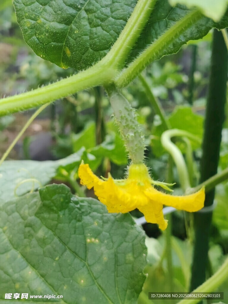 黄色奇特黄瓜挂于藤蔓间