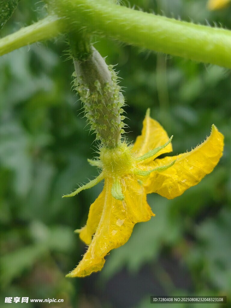 黄瓜花特写