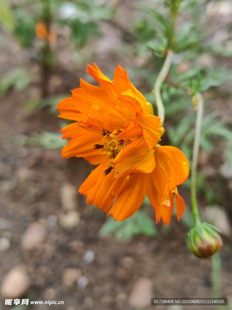娇艳橙色花朵特写