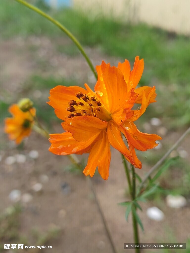 橙色格桑花特写