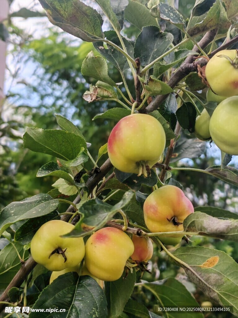 枝头硕果累累的苹果树