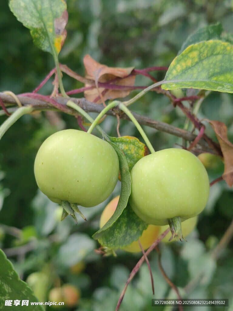枝头双青苹果