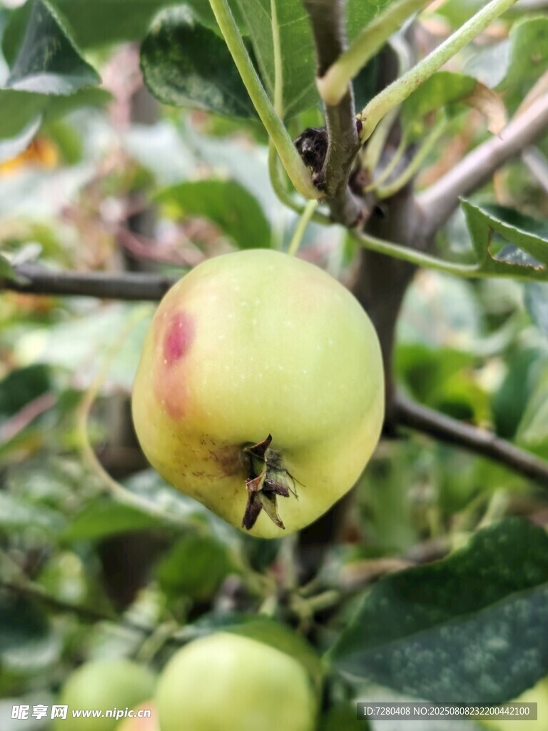 枝头青苹果