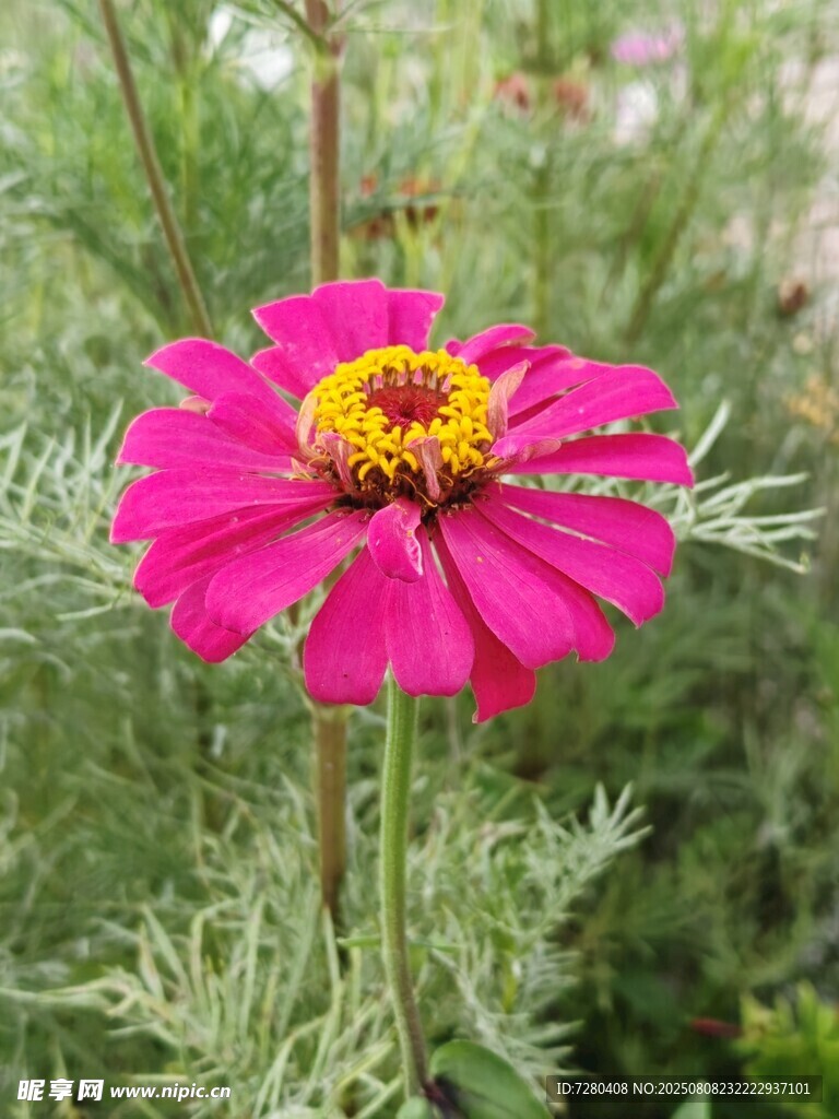 艳丽粉色花朵特写