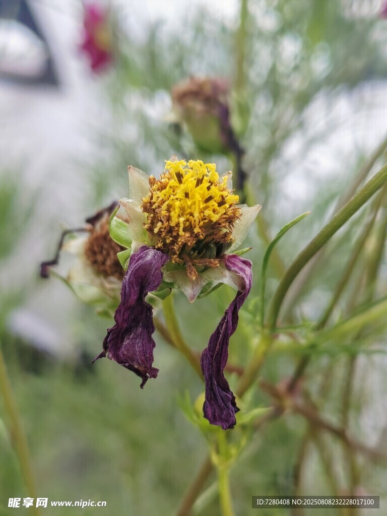 枯萎野花特写