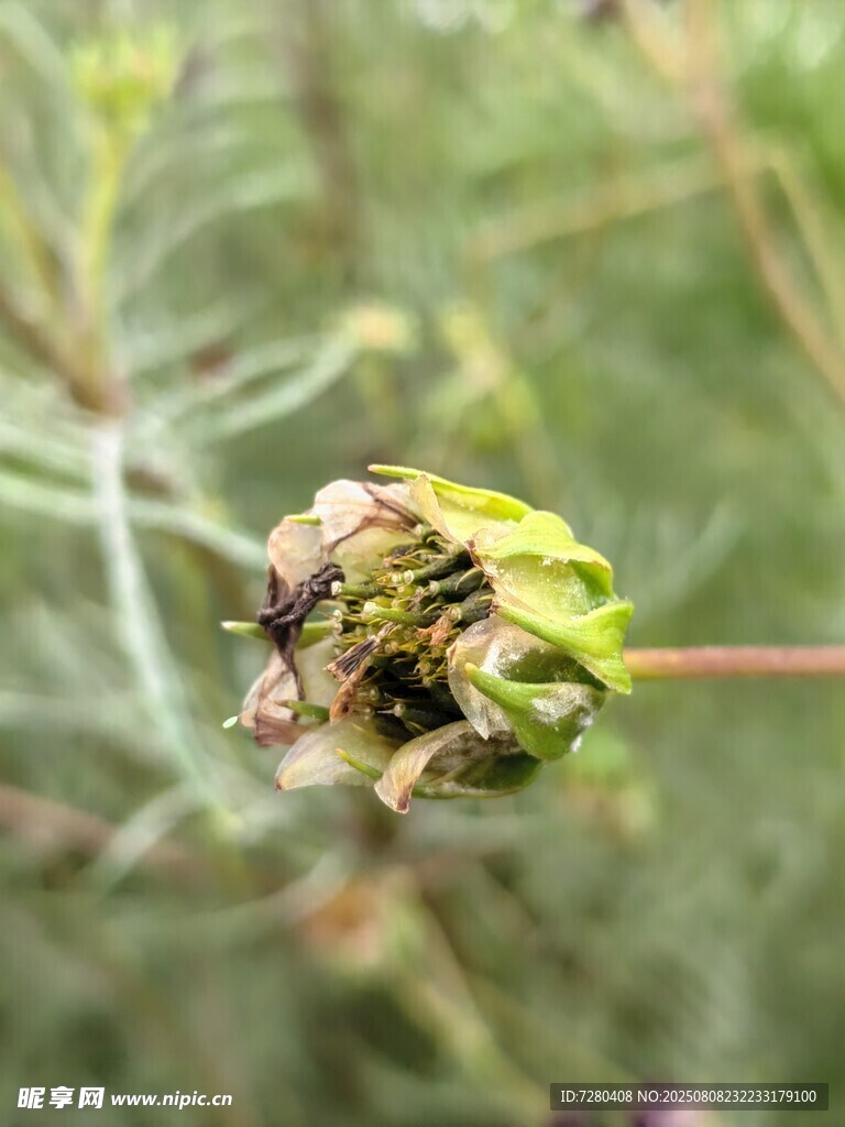 绿叶上的双生昆虫