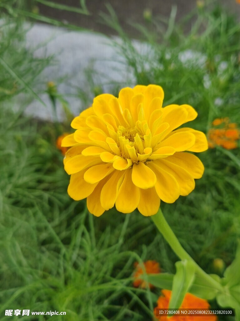 黄色绽放的美丽单株花朵