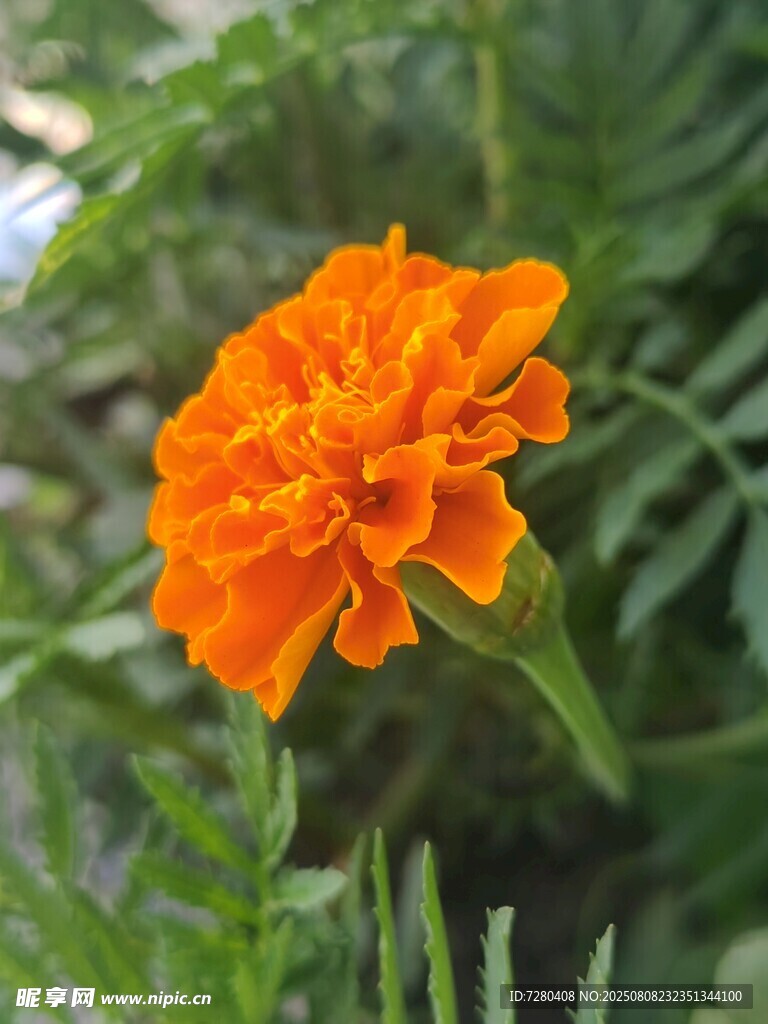 橙色万寿菊绽放