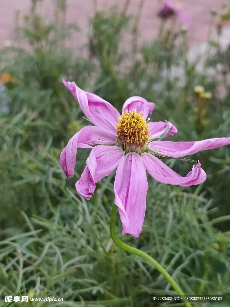 粉色单朵野花特写