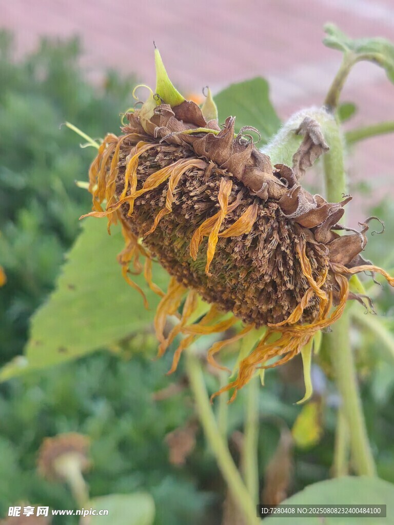 枯萎的向日葵