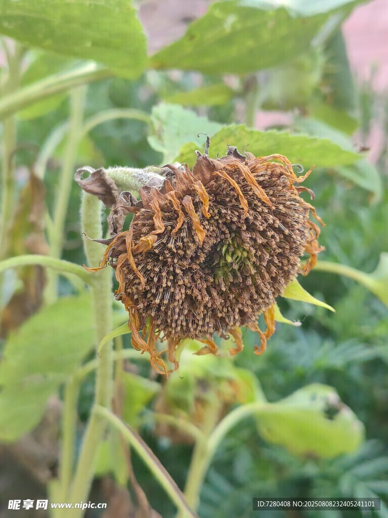 枯萎的向日葵
