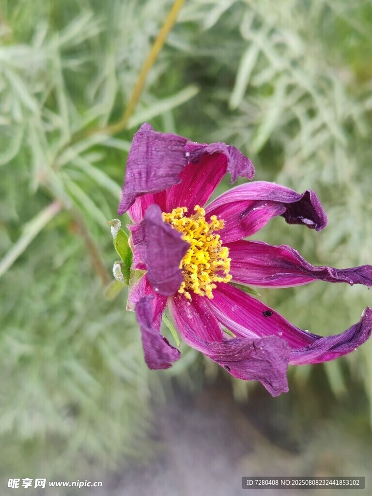 紫色枯萎花朵特写