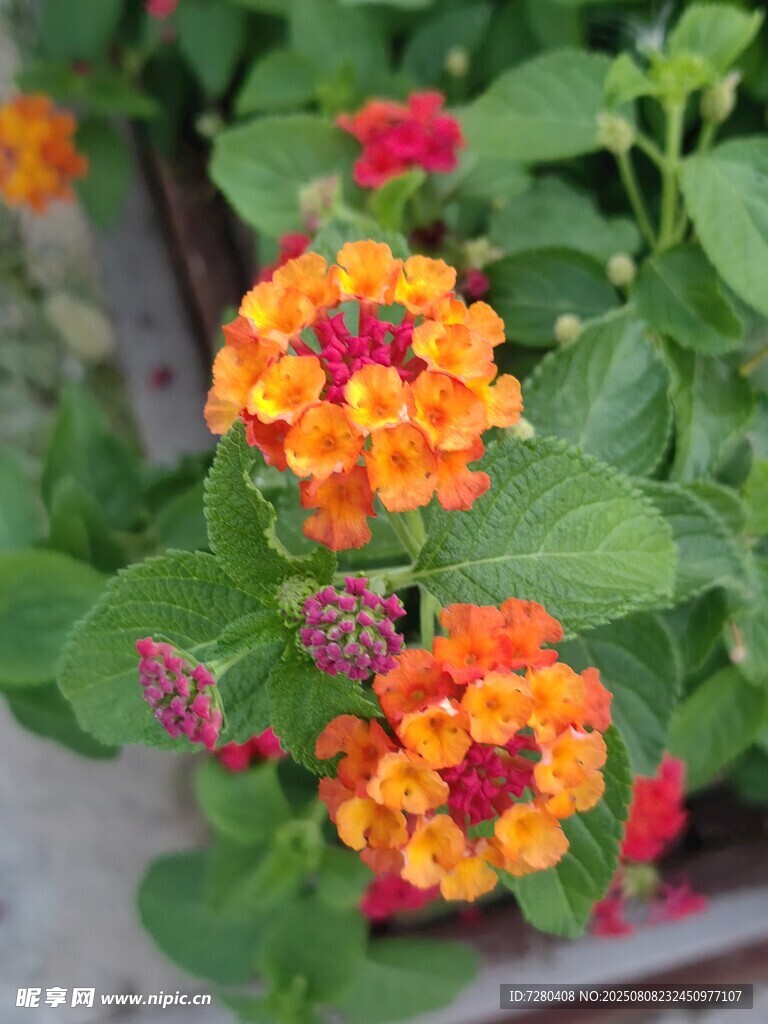 多彩马缨丹绽放