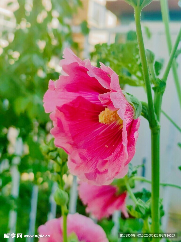 娇艳粉色花朵绽放