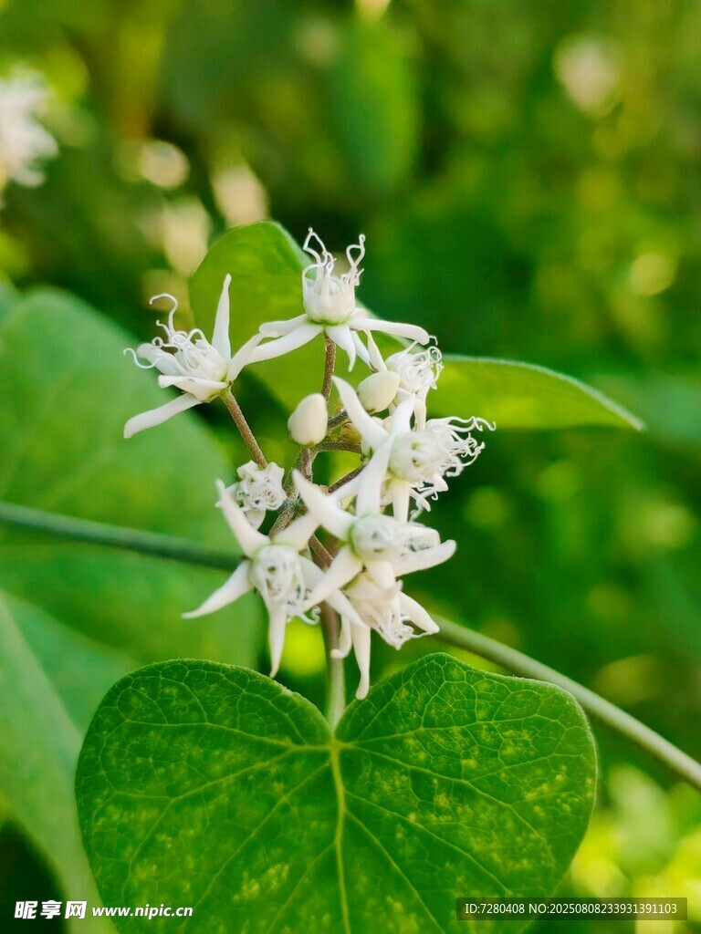 白色小花绽放绿叶间