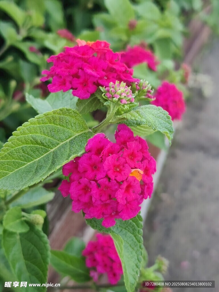 鲜艳玫红花朵与绿叶