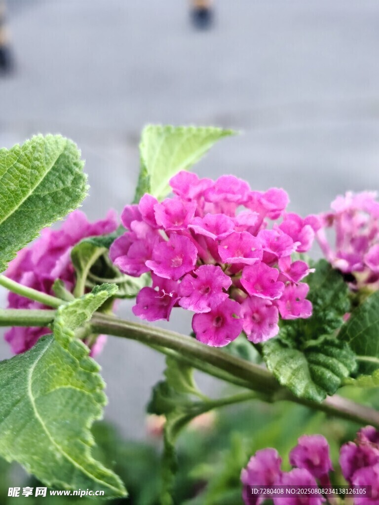 娇艳粉色花卉特写