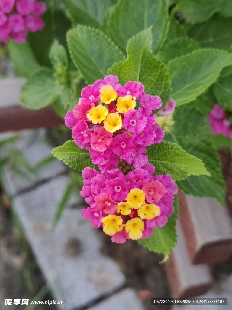 多彩马缨丹绽放