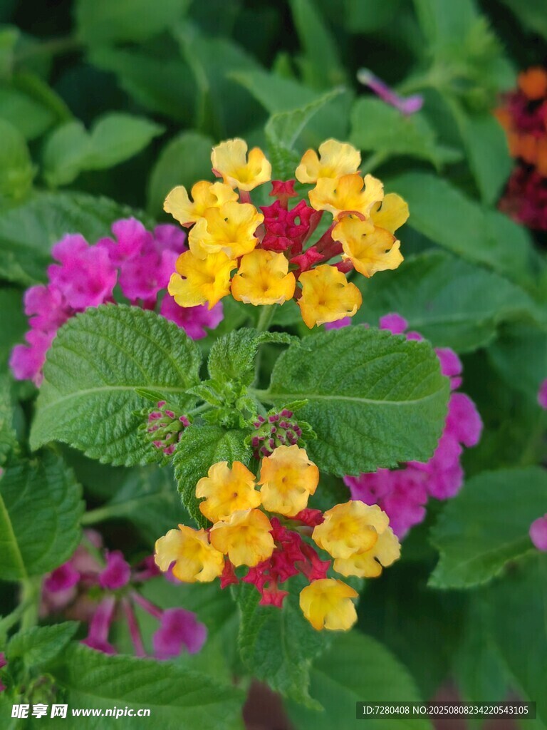多彩花卉绽放