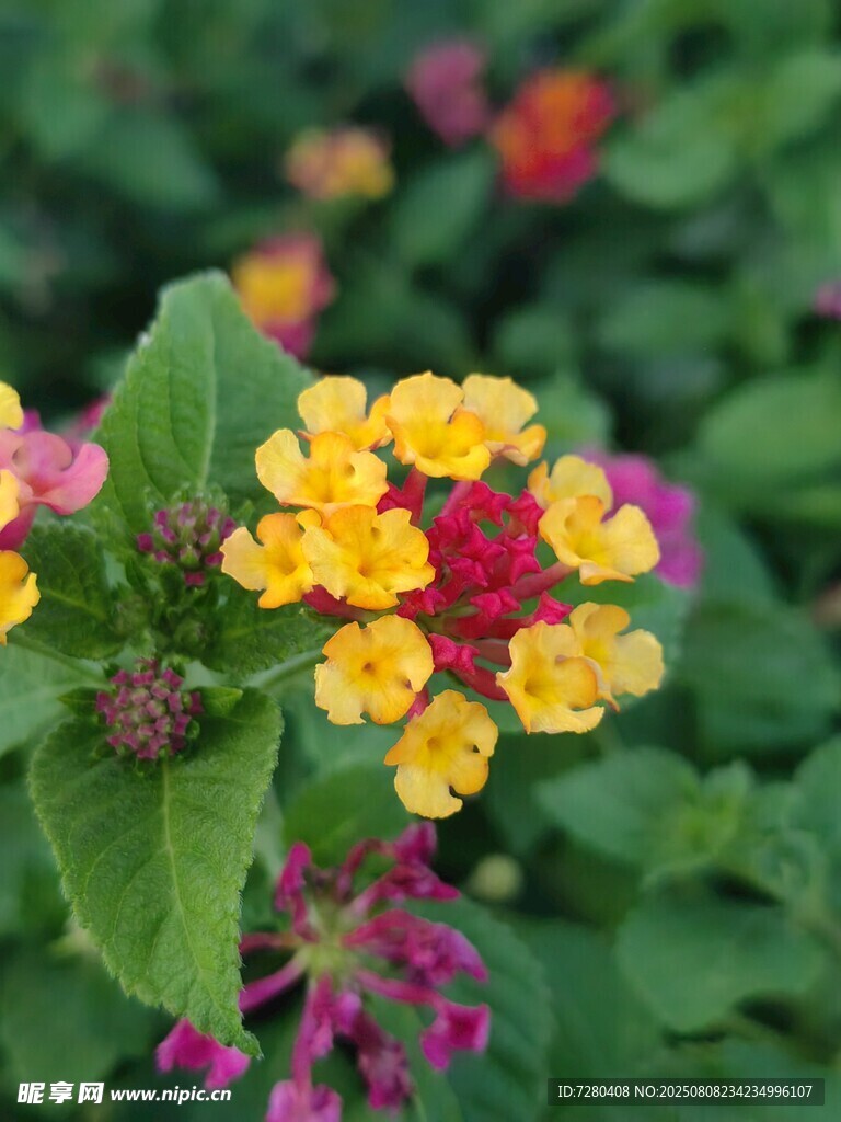 多彩马缨丹绽放美丽花朵