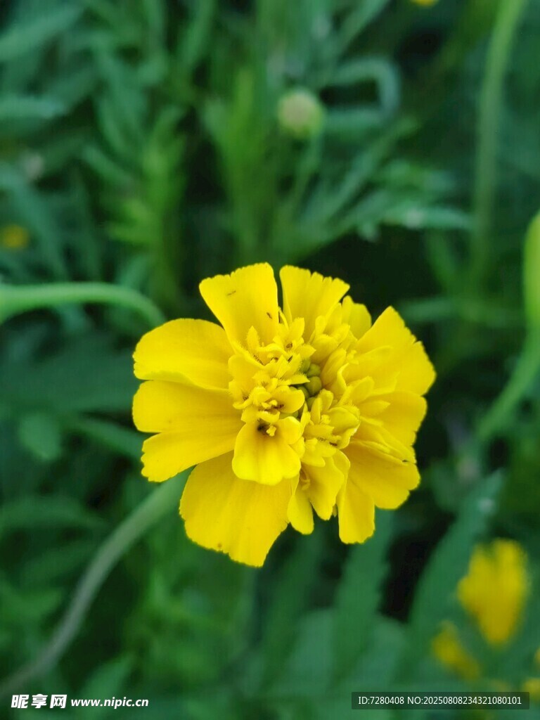 黄色小花绽放绿意间