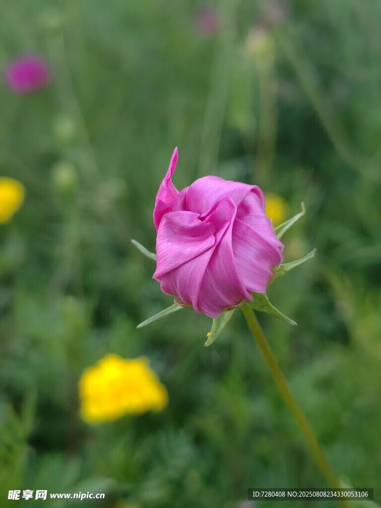 绽放的粉色小花