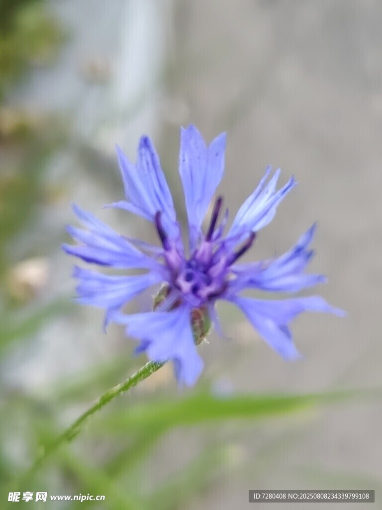 蓝色矢车菊特写